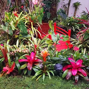 anthurium-hale.hotelsinhawaii.org/